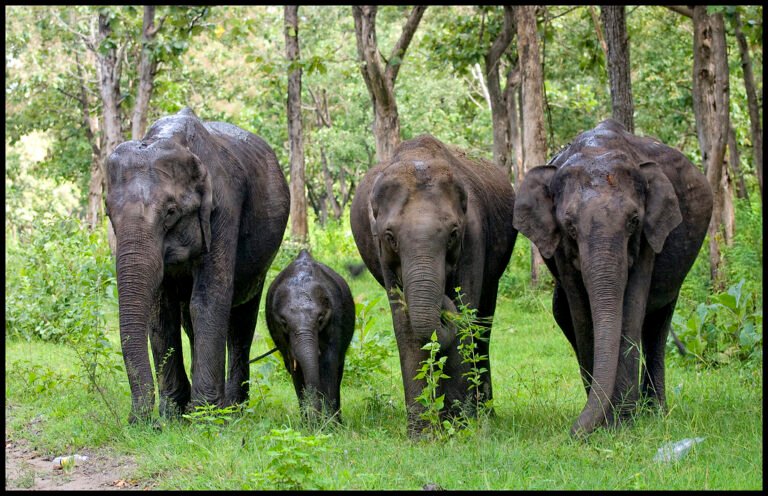 travel to ooty mudhumalaim elephants